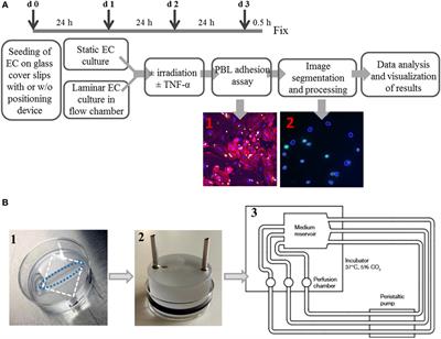 Measuring Leukocyte Adhesion to (Primary) Endothelial Cells after Photon and Charged Particle Exposure with a Dedicated Laminar Flow Chamber